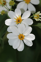 Montanoa leucantha