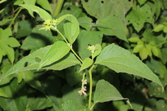 Montanoa leucantha