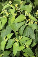 Montanoa leucantha