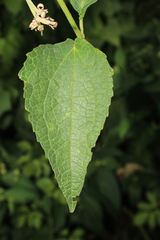Montanoa leucantha