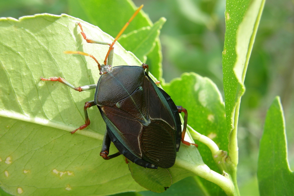 Bronze Orange Bug