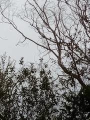 Todiramphus sanctus vagans