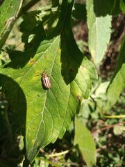 Disonycha bicarinata