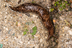 Deroceras reticulatum