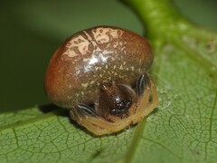 Mastophora