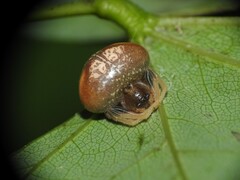 Mastophora