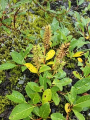 Salix arctica