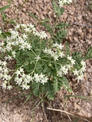 Parthenium