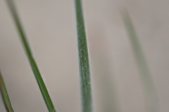 Bromus pumpellianus