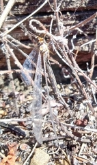 Macronemurus