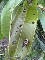 Diaprepes abbreviatus