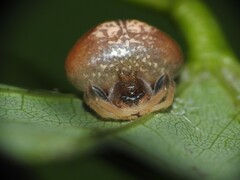 Mastophora