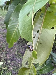 Diaprepes abbreviatus