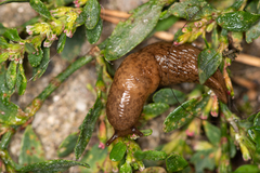 Deroceras reticulatum