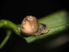Mastophora