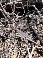 Macronemurus