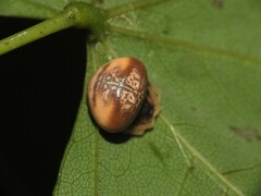 Mastophora