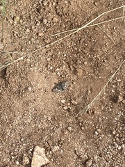 Burnsius communis
