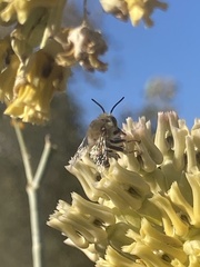 Anthophora urbana