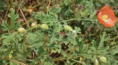 Sphaeralcea coccinea