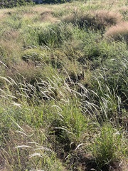 Digitaria californica