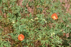 Sphaeralcea coccinea