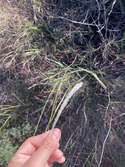 Digitaria californica
