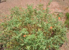 Sphaeralcea coccinea