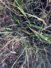 Digitaria californica