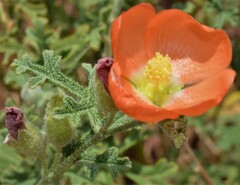 Sphaeralcea coccinea