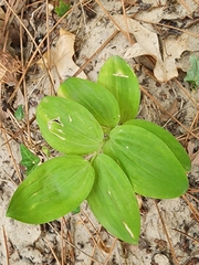 Polygonatum multiflorum