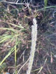 Digitaria californica