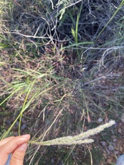 Digitaria californica