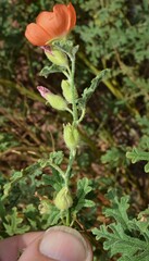 Sphaeralcea coccinea