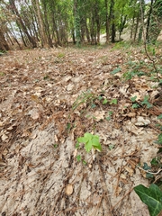 Polygonatum multiflorum