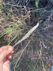Digitaria californica