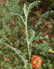 Sphaeralcea coccinea