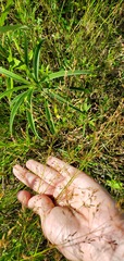 Eragrostis pectinacea