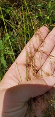 Eragrostis pectinacea
