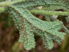 Sphaeralcea coccinea