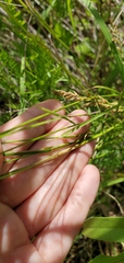 Eragrostis pectinacea