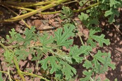 Sphaeralcea coccinea