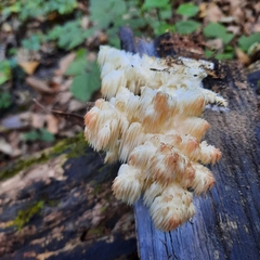 Hericium americanum