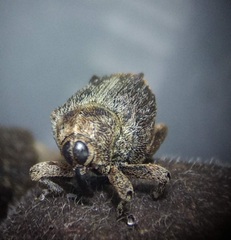 Hemicolpus