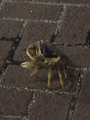 Gecarcinus lateralis