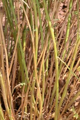 Sphaeralcea coccinea