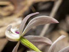 Caladenia clarkiae