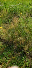 Eragrostis pectinacea