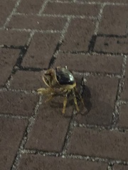 Gecarcinus lateralis