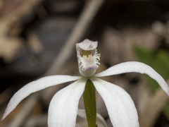 Caladenia clarkiae